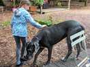 Friendly animals