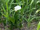 Some peace lily grows wild