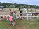 Feeding the alpacas and goats