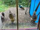 Curious peachicks