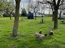 Friendly chickens!