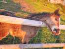 On site baby horse