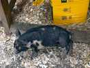 Scratchy piglet