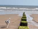 Doggo on nearby beach.