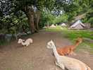 Alpacas