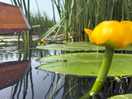 Battling through irises and reeds in a narrow tributary