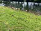 Fishing ponds