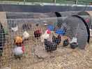Chickens