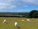 Sheep!