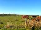 The pretty cows and their calf’s!