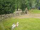 Dogs loved it