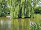 Lovely trees