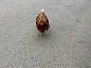 Friendly chicken
