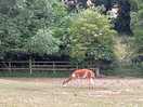 Alpaca on the farm v