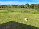 Our little shih tzu, chief brody, enjoying the morning sun at parke farm camping.