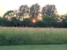 Watching the sunset through the trees