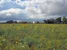 Creative camping site is surrounded by beautiful fields of flowers full of butterflies.