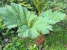 Rhubarb ?