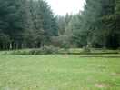 Fallen trees