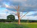 Love this tree