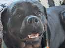 My boy tyson