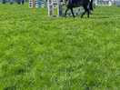 Pembrokeshire county show, great show and day out