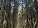A walk on the wild side