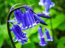Bluebells