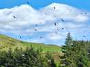 Pics of the red kites