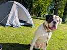 Very doggy friendly