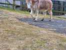 Friendly farm donkey who visits you daily.