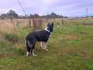 Border collie paradise