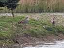 Egyptian geese on the lake