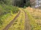 Forest walk tracks