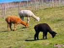 Resident alpacas