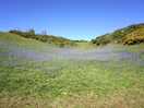 Bluebells