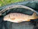 Carp 1