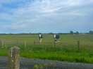 The nosey cows