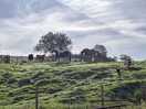 Animals on farm