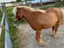One of the ponies