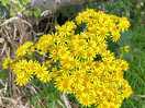 Wildflowers