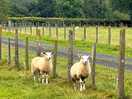 Goats and sheep on the site