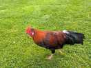 Friendly chickens