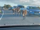 Lots of donkeys and horses nearby