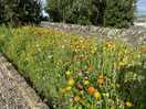 Wildflower border