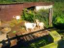 More pregnant goats