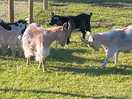 Cheeky goats