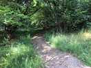 Path to the woodland pitches.