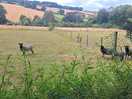 Sheep on our walk