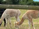 Alpaca